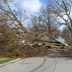 a downed tree blocking a road