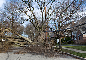 Downed tree and power lines after a storm