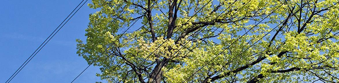 Tree is shown with Distribution power lines.