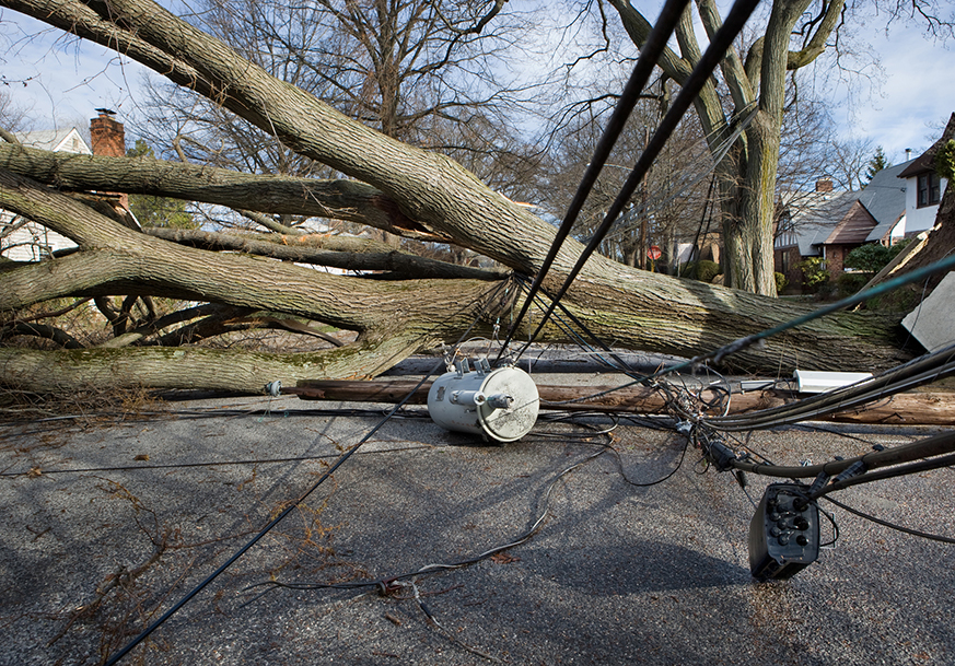 Downed wires and utility pole trapped beneath a fallen tree