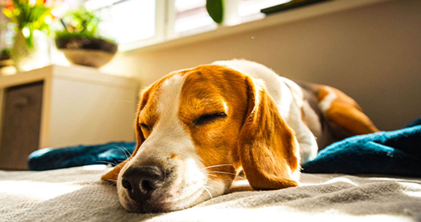 Sleeping dog is shown.
